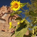 Sunflower at St.John Kaneo Church
