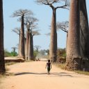 baobabs-madagascar