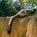 lemur-ringtail