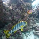 baros-island-maldives-marine-life-17