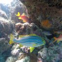 baros-island-maldives-marine-life-20