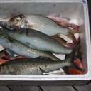 Freshly-caught-fish-off-of-one-of-the-coral-reefs-in-northern-Maldives