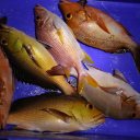 maldives-baros-island-paradise-5