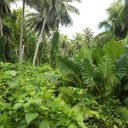 Marshal-Islands-19