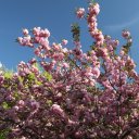 Boston-Worchester-Plymouth-Rock-Massachusetts-21