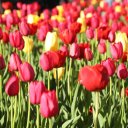 Boston-Worchester-Plymouth-Rock-Massachusetts-23