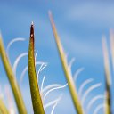 desert-cactus-joshua-tree-california