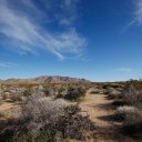 joshua-tree-desert-california