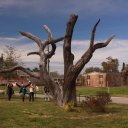 The Angel Tree, Bay St. Louis