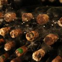 milestii-mici-moldova-winery-6