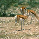 The watchful gaze of a springbok