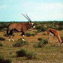 Oryx and Springbok