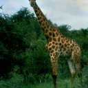 Face to face with a young giraffe