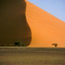 Lonely tree in front of a 1000 foot dune in the Namib Desert