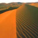 Walking softly along the crest of a dune in the Namib Desert