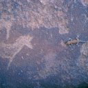 A real life lizard contemplates a 4000 year old engraving of a zebra