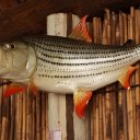 Huge stuffed Tiger Fish