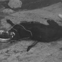 Katmandu-Dead-Dog