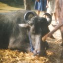 chitwan-cow