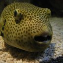 puffer-fish
