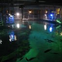 shark-reef-mandalay-bay