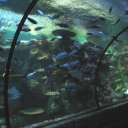 shark-tank