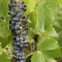 Corrales-New-Mexico-3