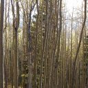 Santa-Fe-Aspen