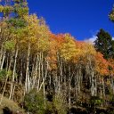 Santa-Fe-Fall-Colors1