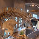 Blue-Whale-skeleton