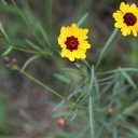 muskogee-civil-war-oklahoma-8