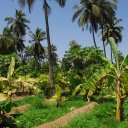 A plantation of coconuts, bananas, and guava in the flood plain of the coastal Dhofar mountains