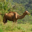 A well fed wild camel placidly chews on thick green vegetation