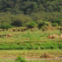 Like some prehistoric beasts, this herd of camels grazes in a lush valley in southern Oman. Otherwise a desert, some canyons capture the moisture of the monsoon and allow for near tropical microclimates.