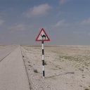 Oman-Camel-Crossing