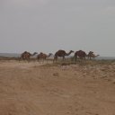 Oman-Camel-Crossings