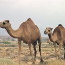 Camels