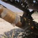 Oman-Frankinsense-Bark