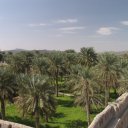 Oman-Nizwa-Palms