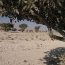 Oman-Wadi-Daka-Frankinsense