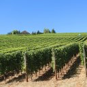 willamette-valley-vineyards-3