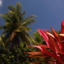 Tropical vegetation
