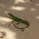 Green Lizard, Rock Islands