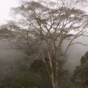 Fog shrouded tree in highlands of PNG