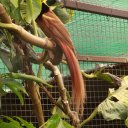 The Bird of Paradise at the National Orchid Garden & Aviaries near Port Moresby