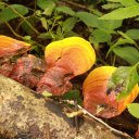 Fungi growing in highlands of rainforest