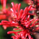 Tropical flowers