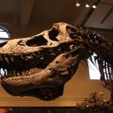 Carnegie Museum of Natural History