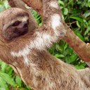 Iquitos-Sloth