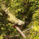 Huge-Iguana-on-the-2000-acre-Hacienda-Rico-Campo